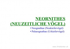 Neornithes (Neuzeitliche Vögel)